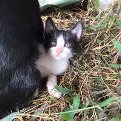 9月15日生まれ子猫の里親さんを募集します