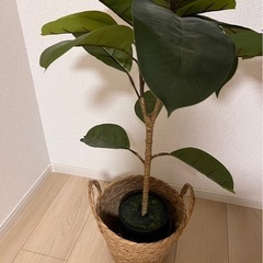 【フェイクグリーン】の画像