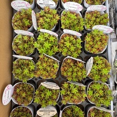 セダム　　虹の玉