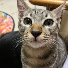 やさしい里親さんをまってますの画像