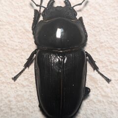 能勢SR血統国産オオクワガタ♀単体53.2㎜　管理№B08