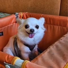 多頭飼いのお悩み