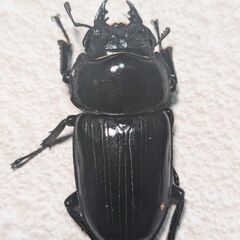 良血統！能勢SRオオクワガタ♀単体　管理№I10