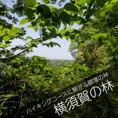 鷹取山の磨崖仏へとつながる散骨スポット【横須賀の林】