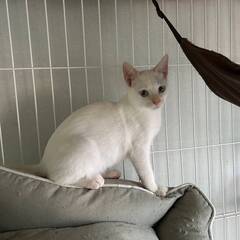 in春日井市☆子猫が沢山！保護猫をオウチに迎えよう☆2024年1...