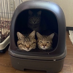 【東郷町】多頭飼育レスキュー44匹に温かいご家族を探してます‼️