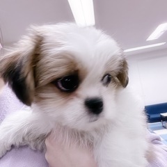 犬友達探しています🐶👧👦