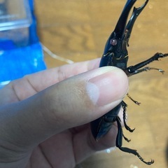 シェンクリングオオクワガタ　ピンクアイ　ペアの画像