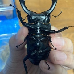 シェンクリングオオクワガタ　ピンクアイ　ペアの画像