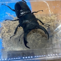 シェンクリングオオクワガタ　ピンクアイ　ペアの画像