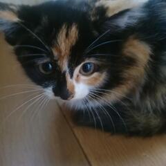 生後２ヶ月位の可愛い三毛猫ちゃんです🐱ᩚ
