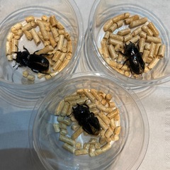 スマトラオオヒラタクワガタ　B品メス　フリーサイズ×3匹