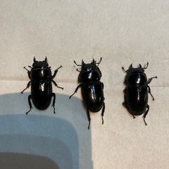 ウェスターマンヒラタクワガタ　フリーサイズメス×3