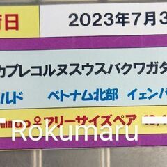 ウスバクワガタ  カプレコルヌス　　　　　　♀19㎜単品の画像