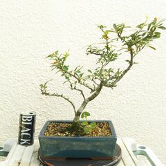 盆栽ピラカンサ