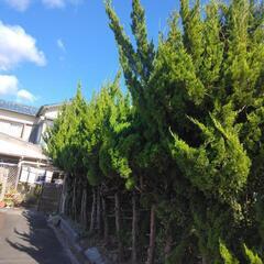 お庭のお仕事ご依頼下さい😄