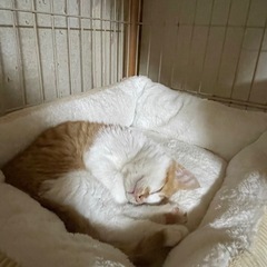 仔猫里親さん募集　生後２ヶ月半　茶トラ　オス - 猫