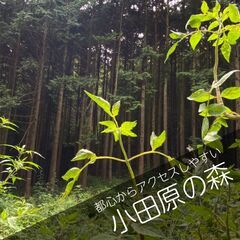 都心からアクセスしやすい散骨スポット【小田原の森】