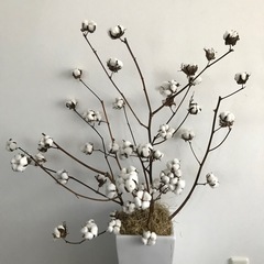 インテリア ドライフラワー コットンフラワー 綿花