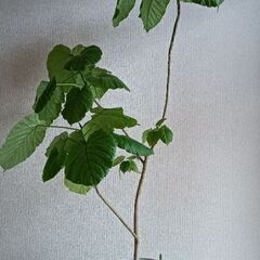 観葉植物[フィカス・ウンベラータ]値引交渉大歓迎