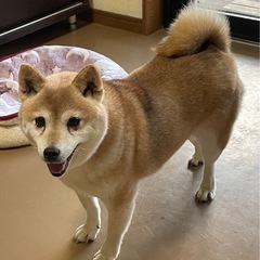 おっとり優しい柴犬ハナちゃん