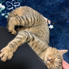 里親様決まりました🙏誰にでも人懐っこい子猫ちゃん🥰
