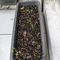 レースフラワーのプランター苗
