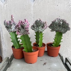 ユーフォルビア　マハラジャ4株セット