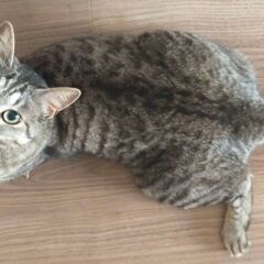 迷子猫を探しています
