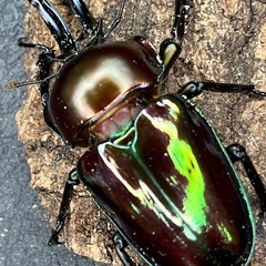[取引終了]即ブリ可能　ニジイロクワガタホワイトアイ♂♀ペア新成虫 ①