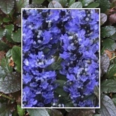 ˚✧₊⁎アジュガ チョコレートチップ•Ajuga reptans...