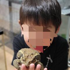ヒキガエル生体