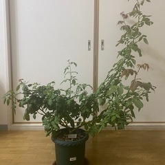 つる薔薇