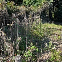 残土無料取り
