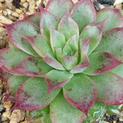 氷の白鳥多肉植物