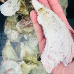 牡蠣殻　メダカ飼育の水質安定に♪