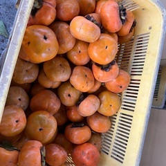 柿・次郎柿5kg 愛知県豊橋産【訳あり/規格外】の画像