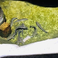 残り3匹 雷魚 ライギョ カムルチー 稚魚 7~8cm