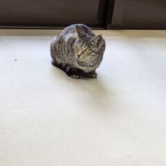 6ヶ月　グレーキジトラ　女のこ - 仙台市