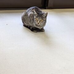 6ヶ月　グレーキジトラ　女のこ - 猫