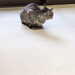 6ヶ月　グレーキジトラ　女のこ − 宮城県