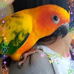 チンチラ・インコのふれあいカフェ - 地元のお店