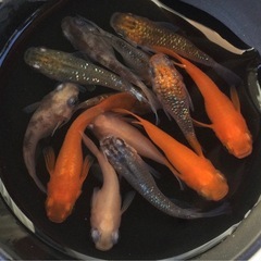 ⭐️ダルマミックス⭐️ 13匹　お買い得です！