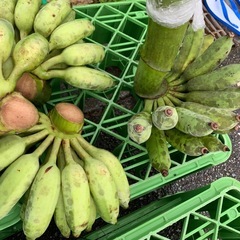 アップルバナナの画像