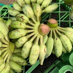 アップルバナナの画像