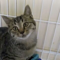 【募集停止中】人馴れ抜群 3ヶ月の男の子 - 猫