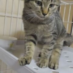 【募集停止中】人馴れ抜群 3ヶ月の男の子 − 長野県