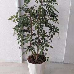 フェイクグリーン シマトネリコ 鉢