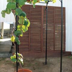 09b daim パーゴラ 果物棚 セット 幅90cm 奥行120cm 高さ180cm 藤棚 葡萄棚 ガーデン ガーデニング 棚 アーチ 園芸 キウイ棚 園芸棚 ぶどう 葡萄架 ぶどう棚 y111101bの画像