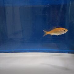 金魚(和金)